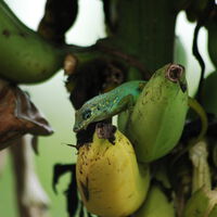 En 1973, Francia esparció 300 toneladas de pesticida prohibido para salvar su plátano. Condenó dos islas del Caribe para siglos